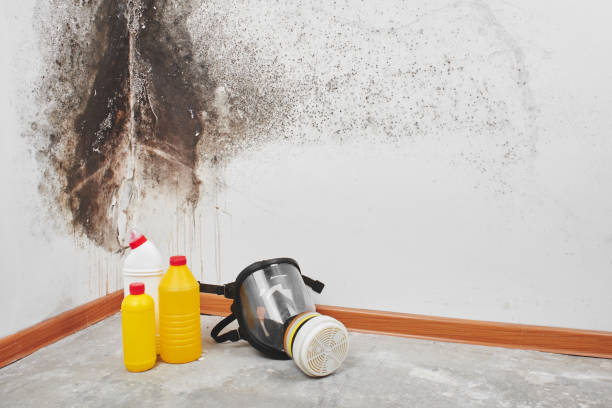 Best Black Mold Removal  in Chepachet, RI