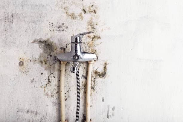 Best Emergency Mold Removal  in Chepachet, RI