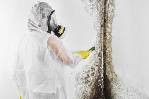 Best Best Mold Removal Companies  in Chepachet, RI