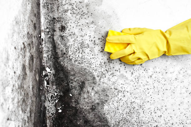 Best Attic Mold Removal  in Chepachet, RI