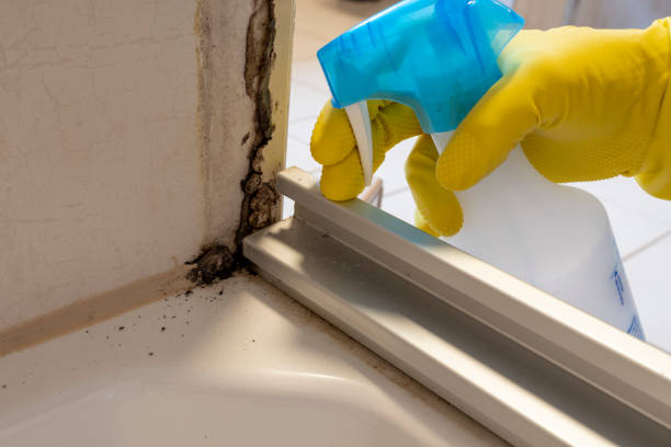 Best Mold Removal Company Near Me  in Chepachet, RI