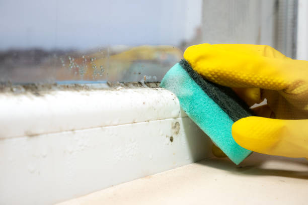 Best Same-Day Mold Removal  in Chepachet, RI