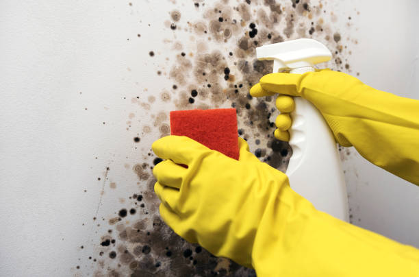Best Mold Remediation  in Chepachet, RI