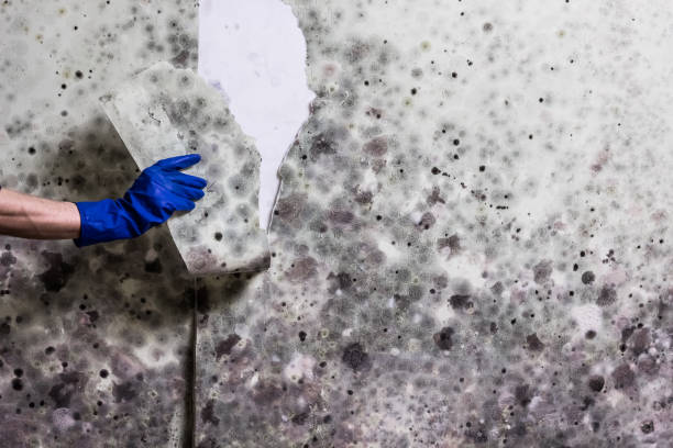 Best Crawl Space Mold Removal  in Chepachet, RI
