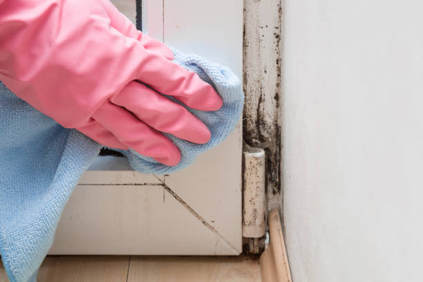 Best Mold Cleaning Services  in Chepachet, RI