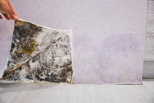 Best Affordable Mold Removal  in Chepachet, RI
